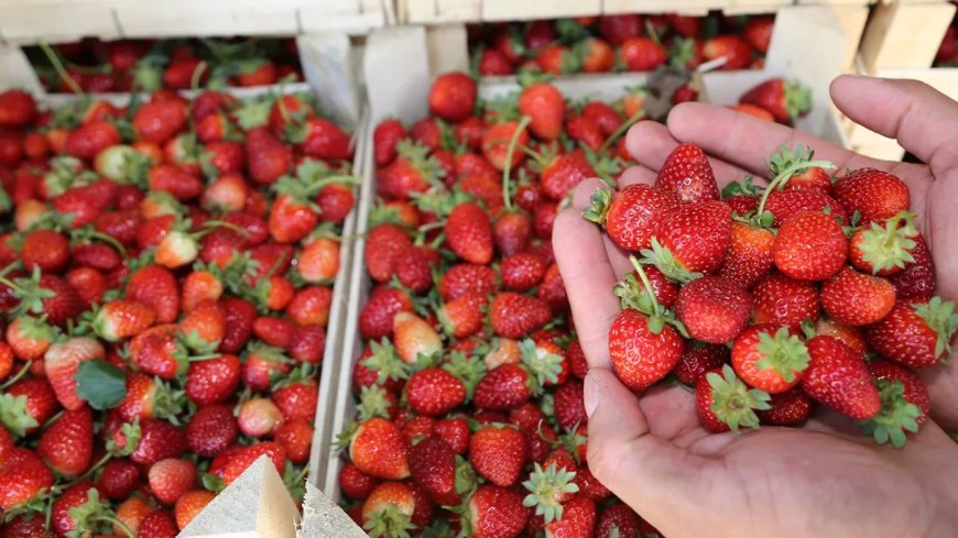 Ordu'da 466 dekarda 1218 ton çilek üretildi