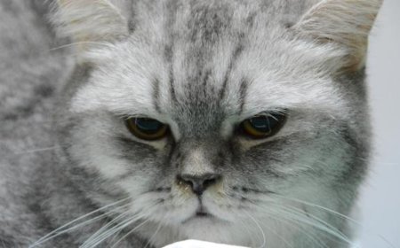 Sürekli hapşıran kedi sağlığına kavuştu