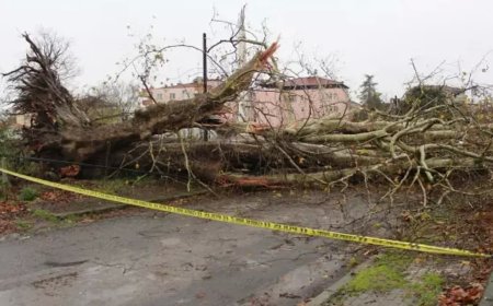 Samsun'da 650 yıllık ağaç fırtınanın kurbanı oldu!