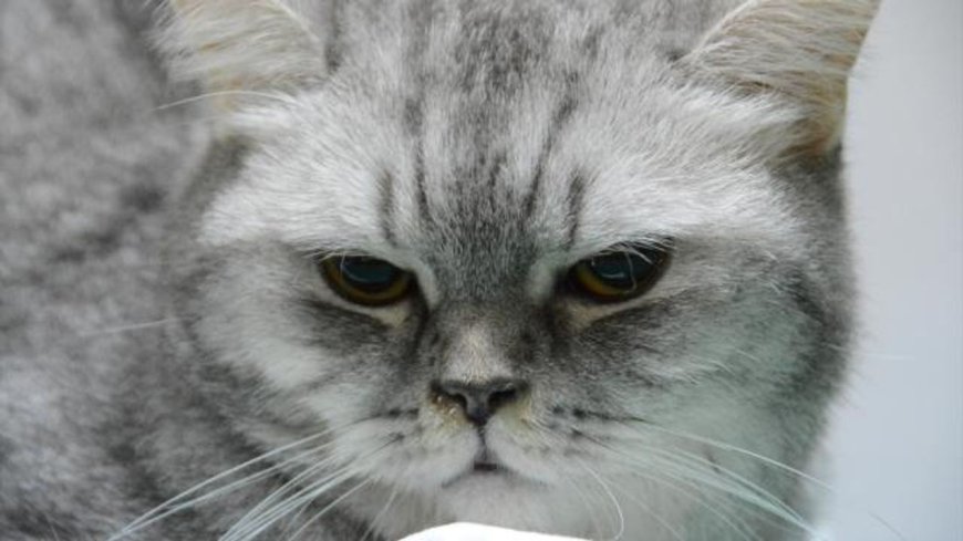 Sürekli hapşıran kedi sağlığına kavuştu