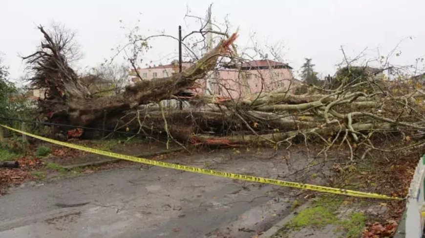 Samsun'da 650 yıllık ağaç fırtınanın kurbanı oldu!